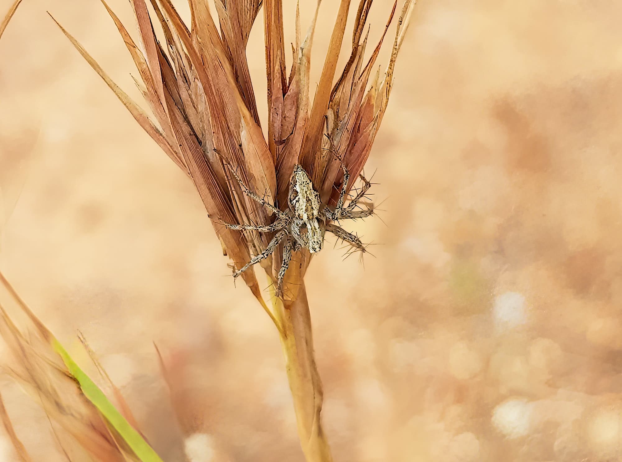 Lynx Spider (Oxyopes sp) on Kangaroo Grass (Themeda triandra), Alice Springs, NT