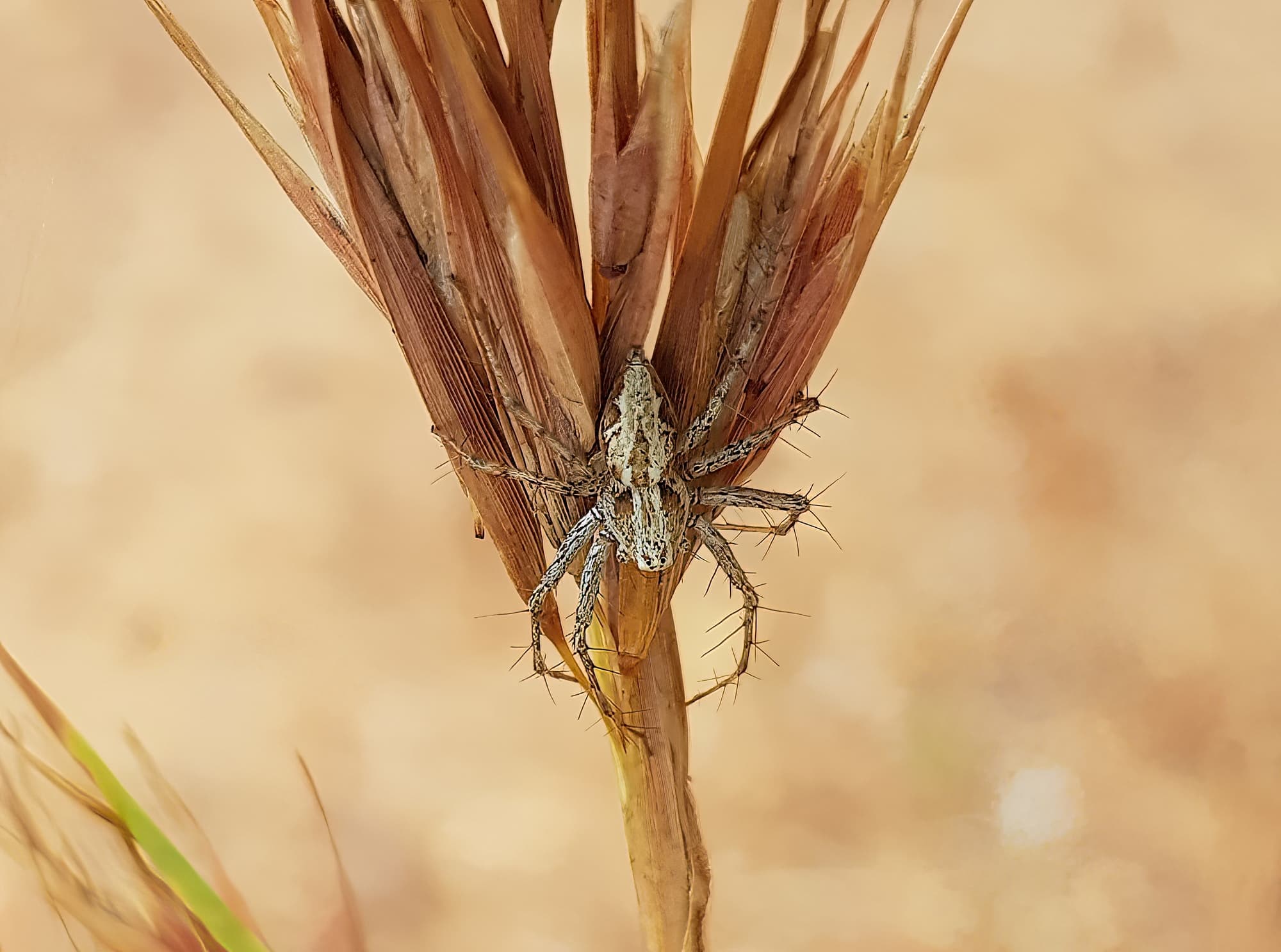 Lynx Spider (Oxyopes sp) on Kangaroo Grass (Themeda triandra), Alice Springs, NT
