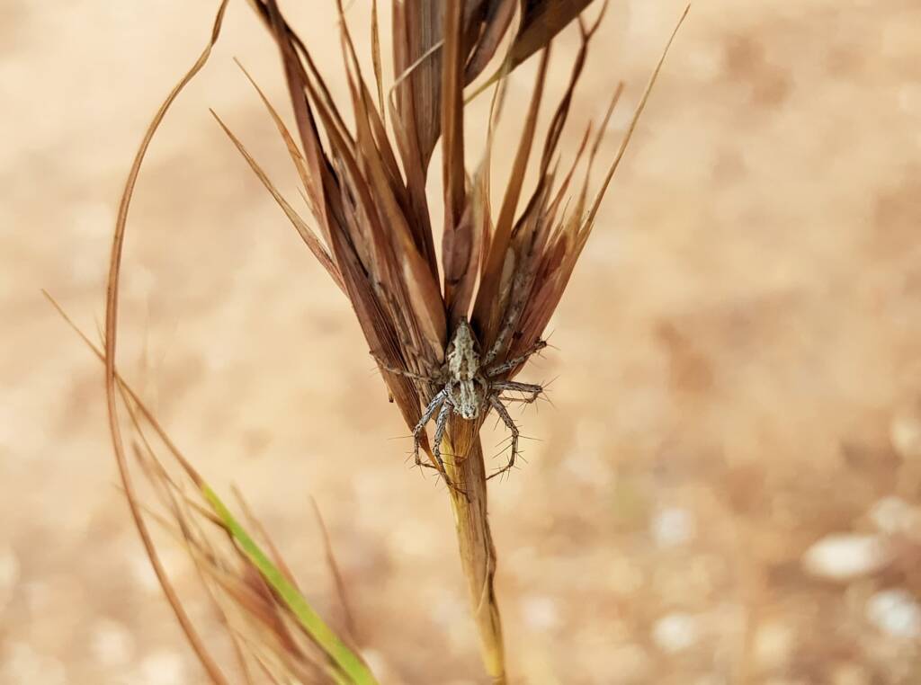Lynx Spider (Oxyopes) on Kangaroo Grass (Themeda triandra), Alice Springs, NT