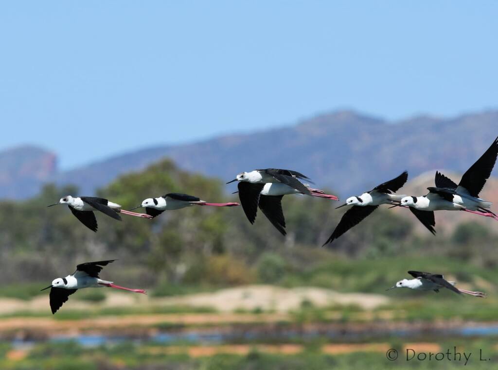 Pied Stilt (Himantopus leucocephalus), Alice Springs Sewage Ponds