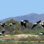Pied Stilt (Himantopus leucocephalus), Alice Springs Sewage Ponds