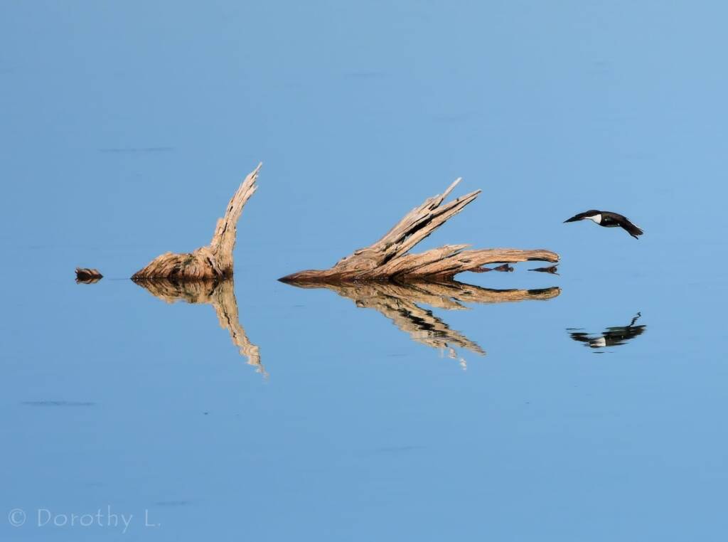 Red-kneed Dotterel (Erythrogonys cinctus), Alice Springs Sewage Ponds