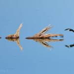 Red-kneed Dotterel (Erythrogonys cinctus), Alice Springs Sewage Ponds