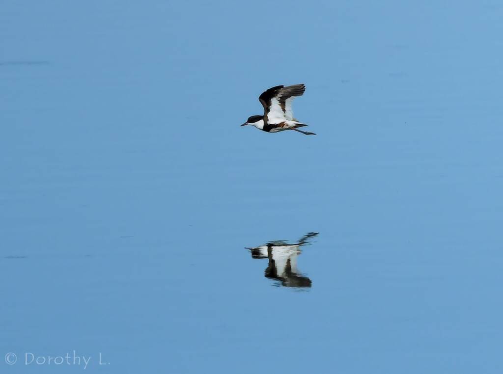 Red-kneed Dotterel (Erythrogonys cinctus), Alice Springs Sewage Ponds