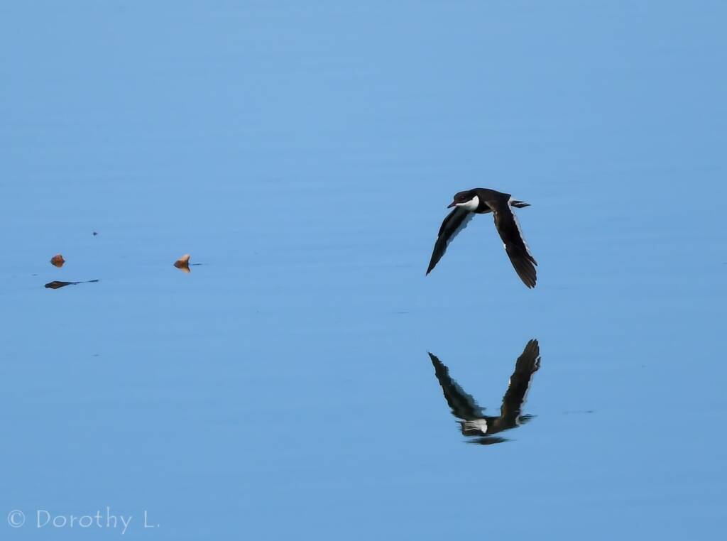 Red-kneed Dotterel (Erythrogonys cinctus), Alice Springs Sewage Ponds