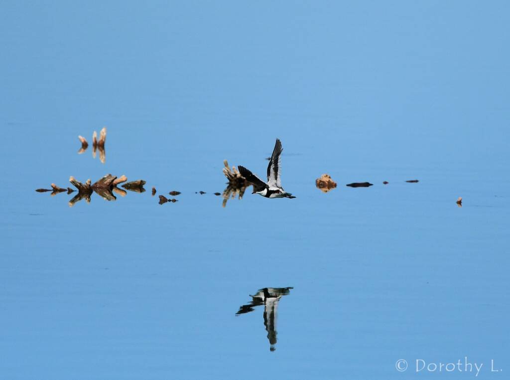 Red-kneed Dotterel (Erythrogonys cinctus), Alice Springs Sewage Ponds