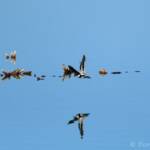 Red-kneed Dotterel (Erythrogonys cinctus), Alice Springs Sewage Ponds