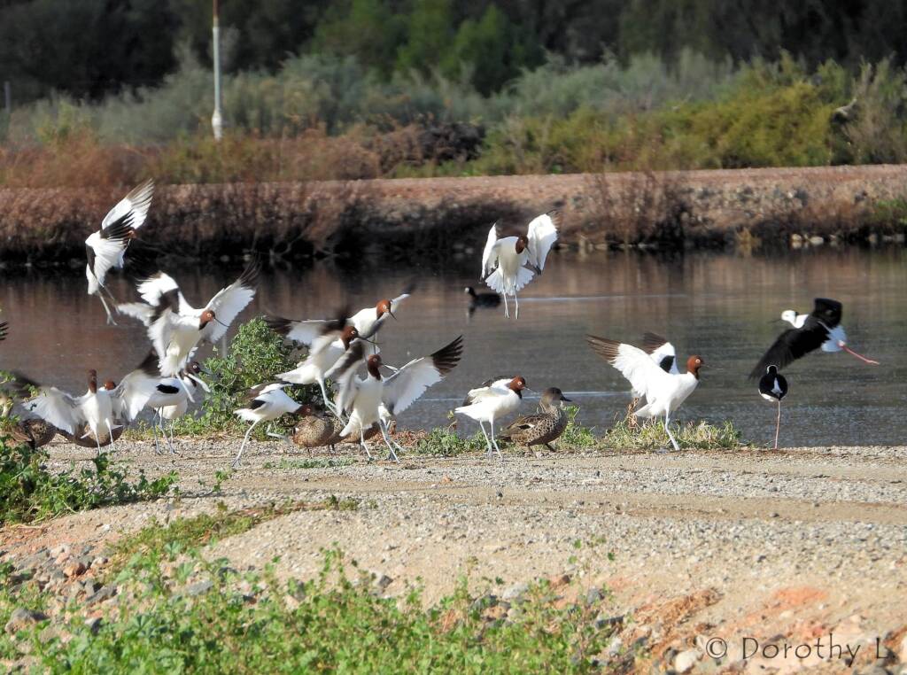 Red-necked Avocet (Recurvirostra novaehollandiae), Alice Springs Sewage Ponds