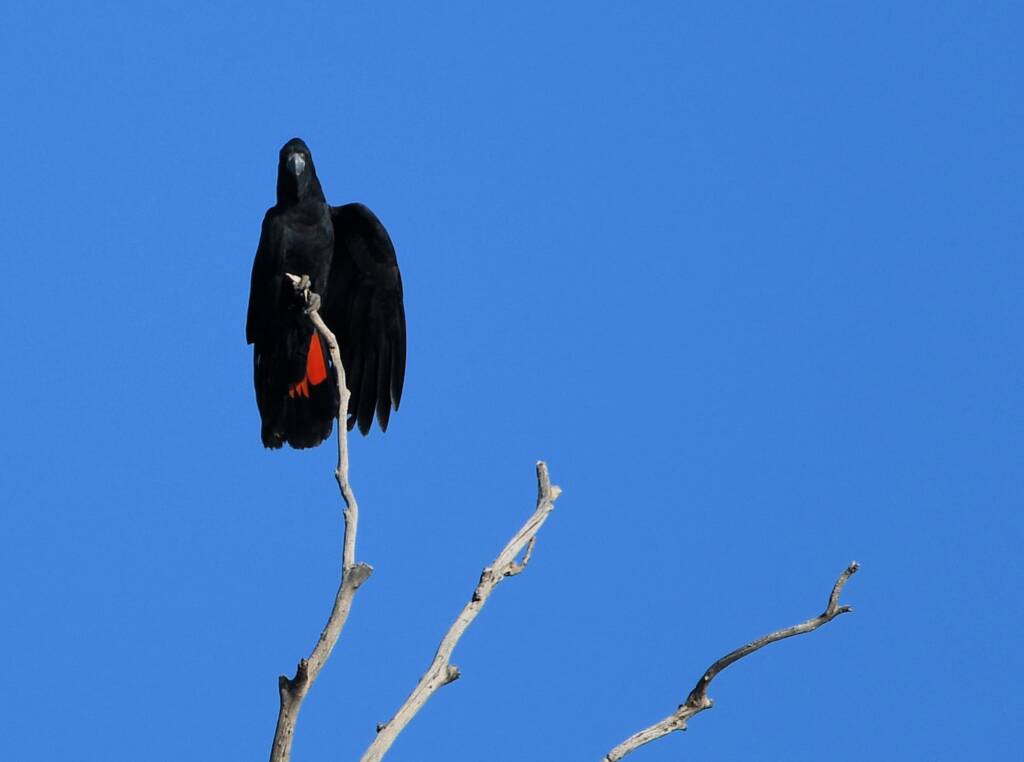 Red-tailed Black Cockatoo, Redbank Waterhole © Dorothy Latimer
