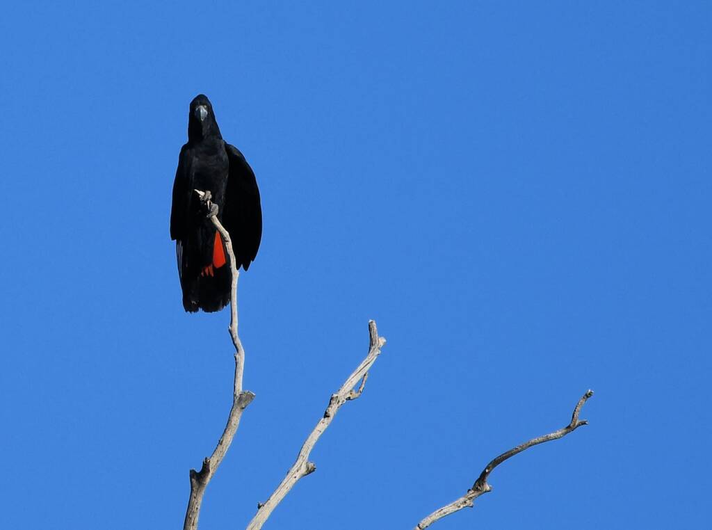 Red-tailed Black Cockatoo, Redbank Waterhole © Dorothy Latimer