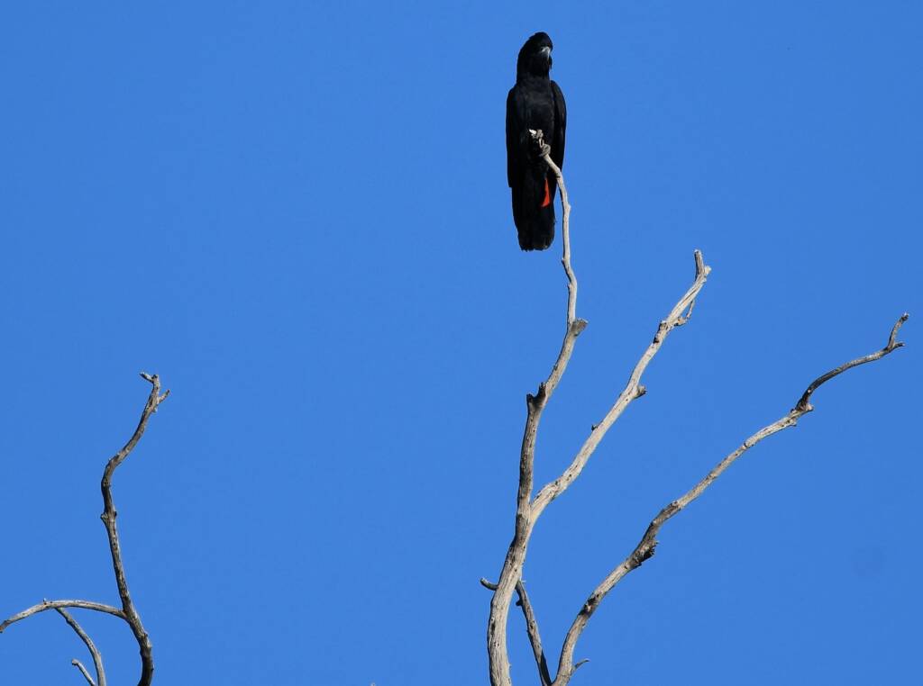 Red-tailed Black Cockatoo, Redbank Waterhole © Dorothy Latimer