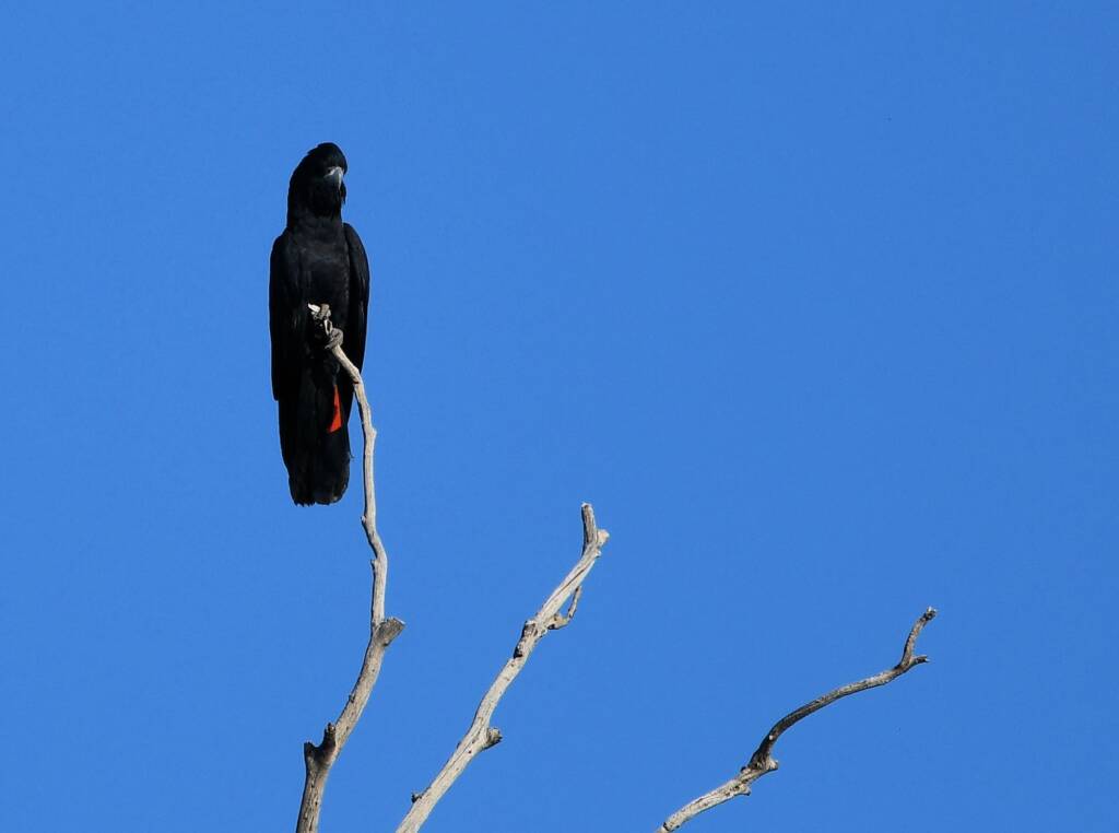 Red-tailed Black Cockatoo, Redbank Waterhole © Dorothy Latimer