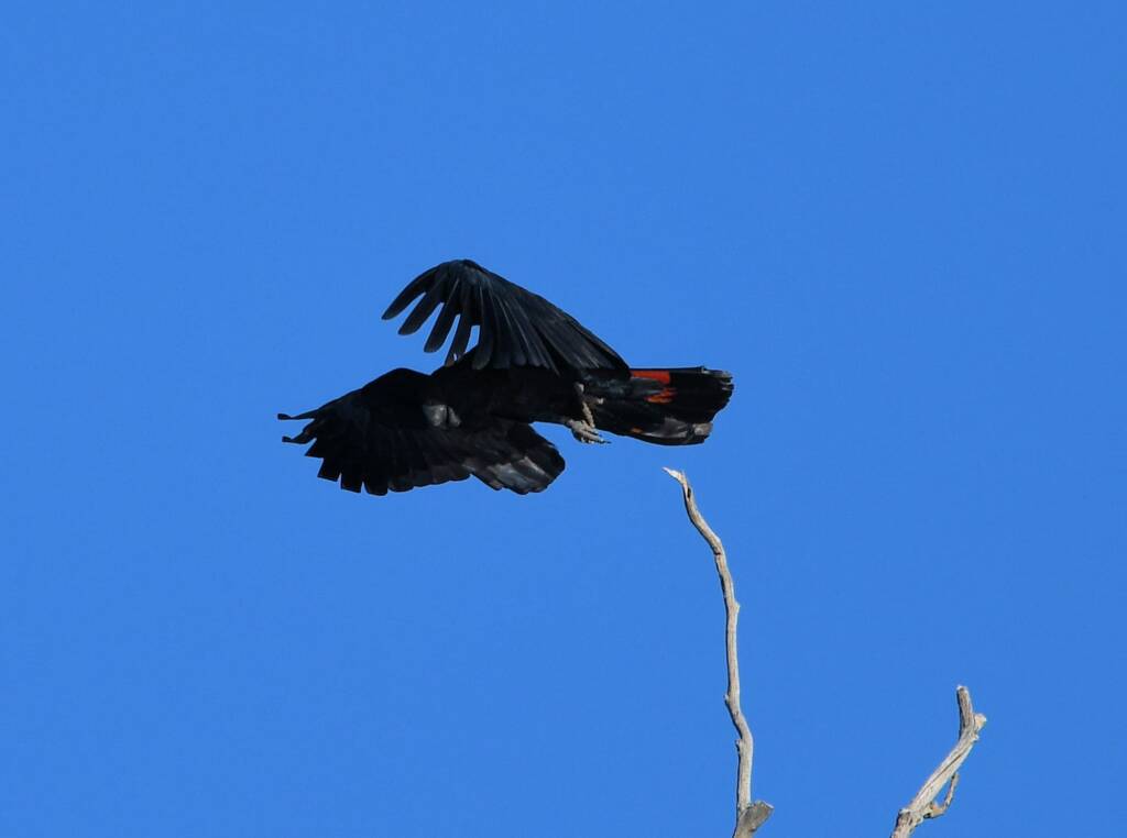 Red-tailed Black Cockatoo, Redbank Waterhole © Dorothy Latimer