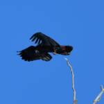 Red-tailed Black Cockatoo, Redbank Waterhole © Dorothy Latimer