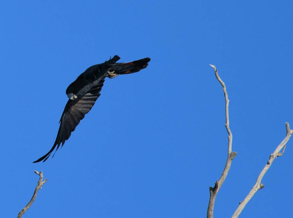 Red-tailed Black Cockatoo, Redbank Waterhole © Dorothy Latimer