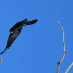 Red-tailed Black Cockatoo, Redbank Waterhole © Dorothy Latimer