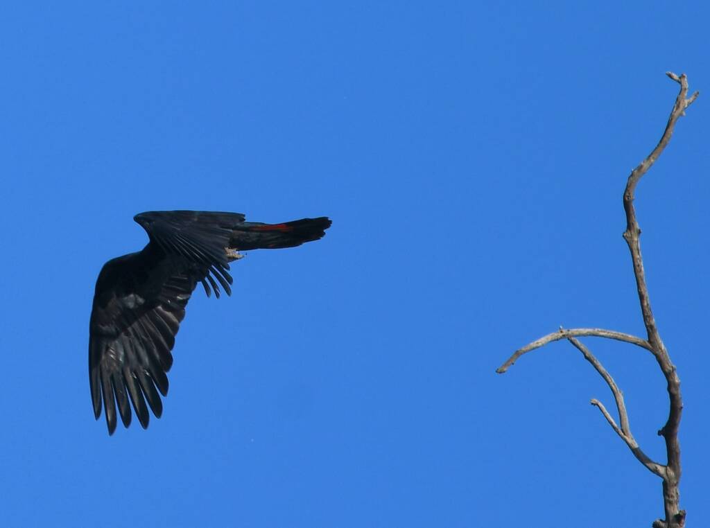 Red-tailed Black Cockatoo, Redbank Waterhole © Dorothy Latimer
