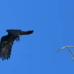 Red-tailed Black Cockatoo, Redbank Waterhole © Dorothy Latimer