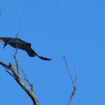 Red-tailed Black Cockatoo, Redbank Waterhole © Dorothy Latimer