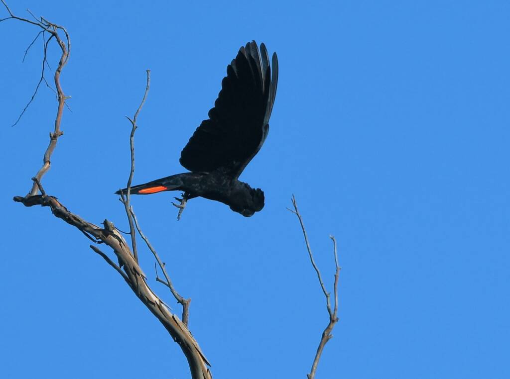 Red-tailed Black Cockatoo, Redbank Waterhole © Dorothy Latimer