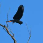 Red-tailed Black Cockatoo, Redbank Waterhole © Dorothy Latimer