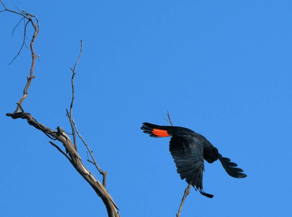 Red-tailed Black Cockatoo, Redbank Waterhole © Dorothy Latimer