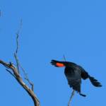 Red-tailed Black Cockatoo, Redbank Waterhole © Dorothy Latimer