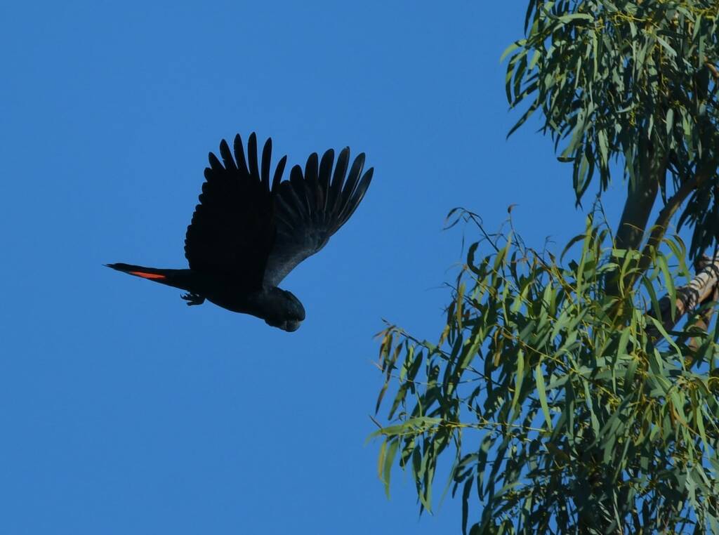Red-tailed Black Cockatoo, Redbank Waterhole © Dorothy Latimer