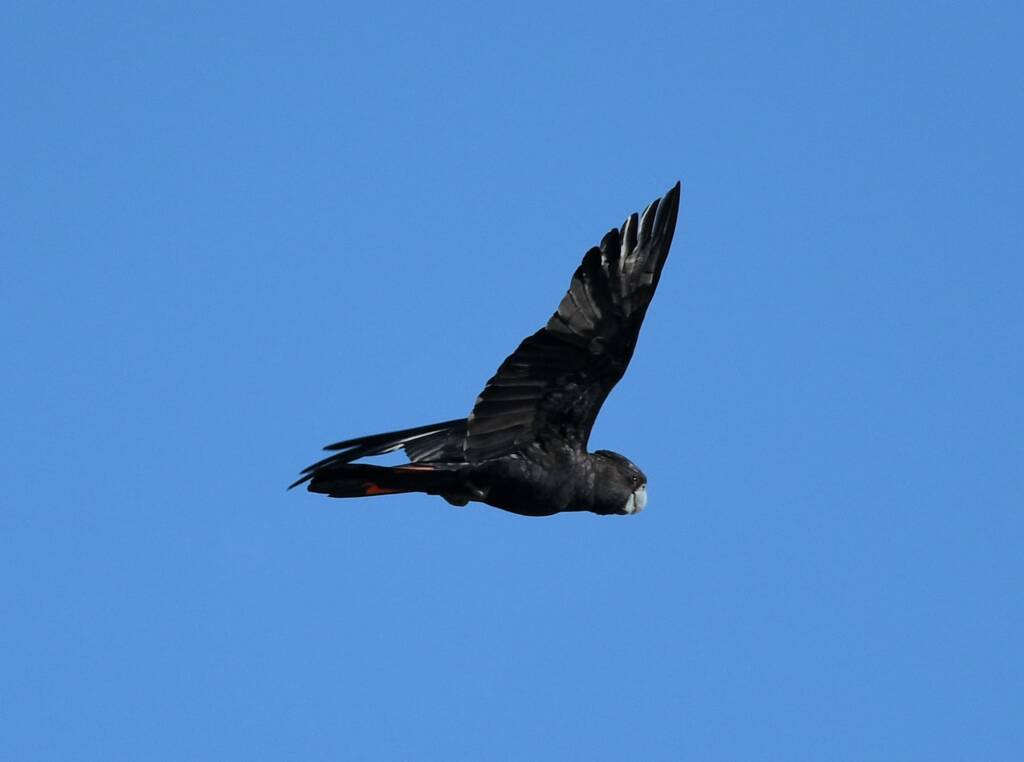 Red-tailed Black Cockatoo, Redbank Waterhole © Dorothy Latimer