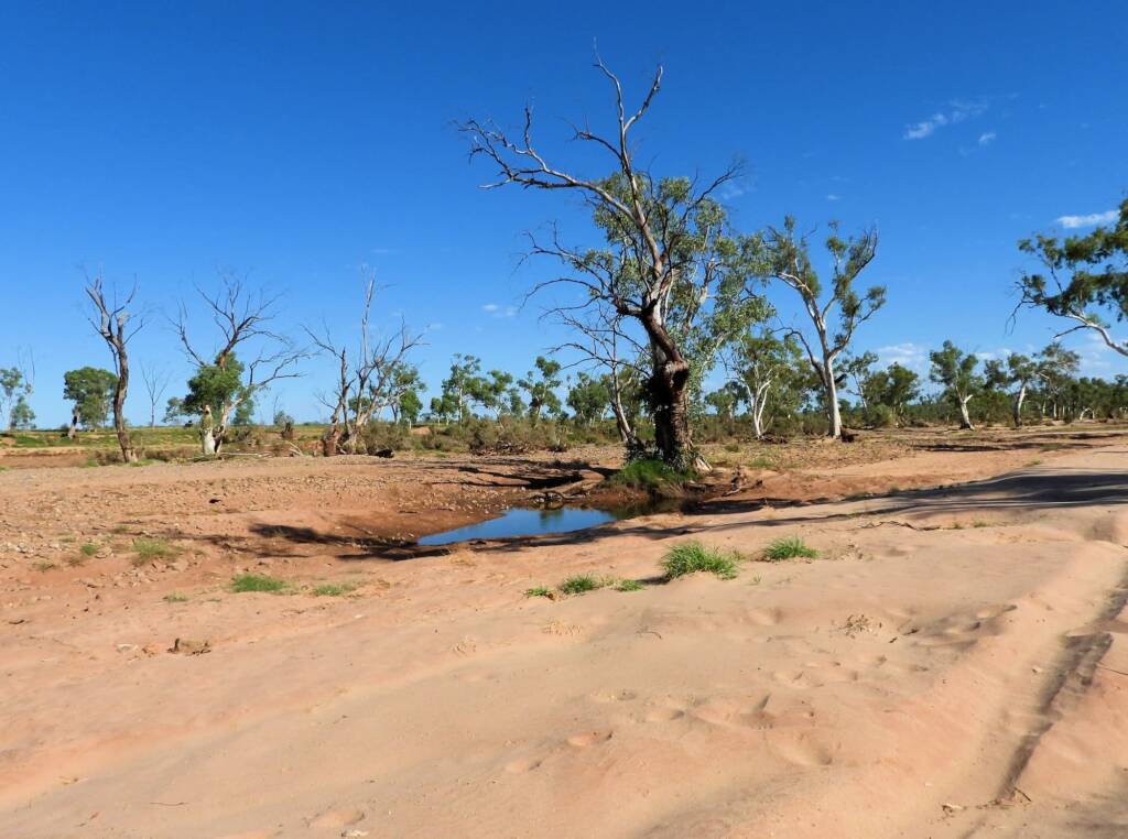 Stretches of sandy landscape around the Redbank Waterhole, Owen Springs Reserve © Dorothy Latimer