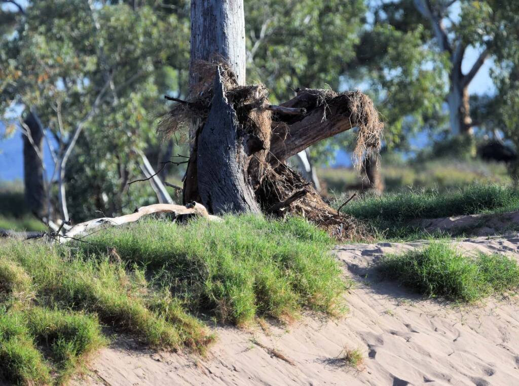 Grass and debris caught in the tree above Redbank Waterhole, Owen Springs Reserve © Dorothy Latimer