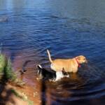 Dog friendly Redbank Waterhole, Owen Springs, NT