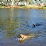 Dog friendly Redbank Waterhole, Owen Springs, NT