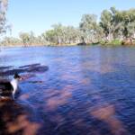 Dog friendly Redbank Waterhole, Owen Springs, NT
