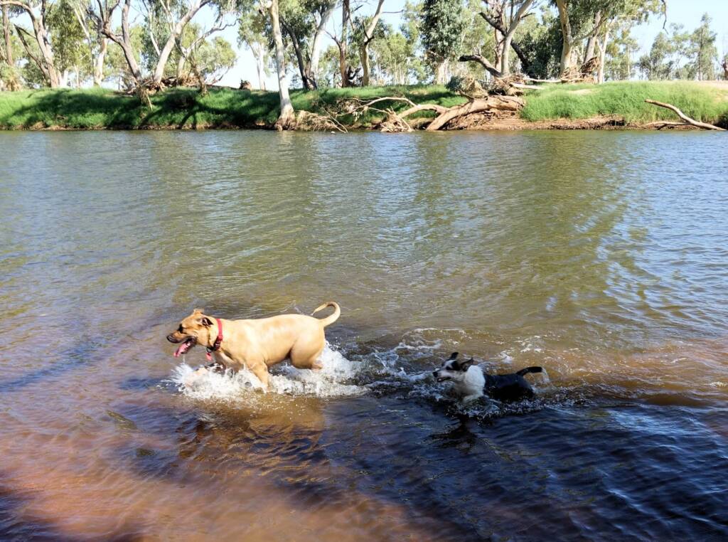 Dog friendly Redbank Waterhole, Owen Springs, NT