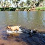 Dog friendly Redbank Waterhole, Owen Springs, NT