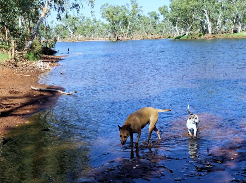 Dog friendly Redbank Waterhole, Owen Springs, NT