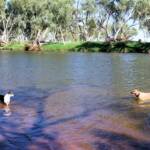 Fin and Ya at Redbank Waterhole, Ormiston Gorge, NT