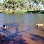Fin and Ya at Redbank Waterhole, Ormiston Gorge, NT