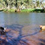 Fin and Ya at Redbank Waterhole, Ormiston Gorge, NT