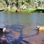 Fin and Ya at Redbank Waterhole, Ormiston Gorge, NT