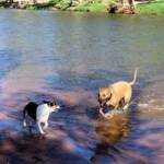 Fin and Ya at Redbank Waterhole, Ormiston Gorge, NT