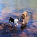 Fin and Ya at Redbank Waterhole, Ormiston Gorge, NT