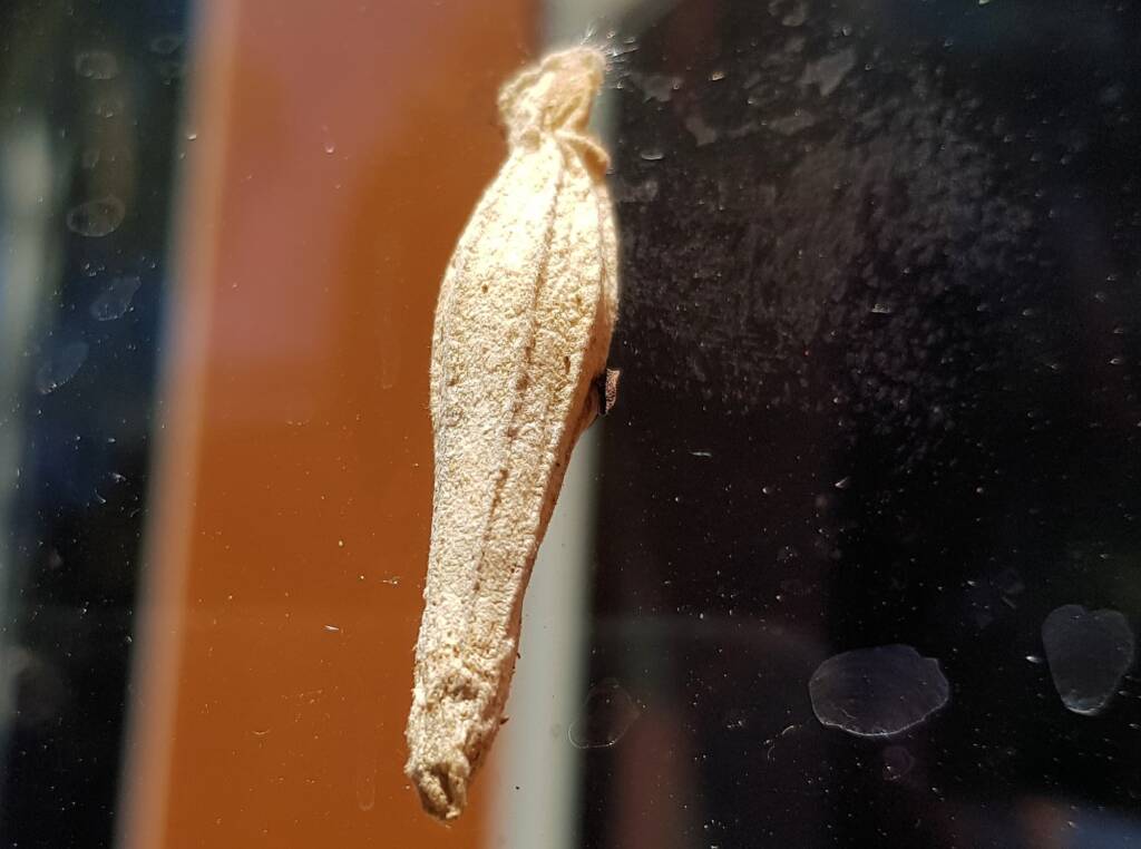 Ribbed Case Moth (Hyalarcta nigrescens), Alice Springs, NT