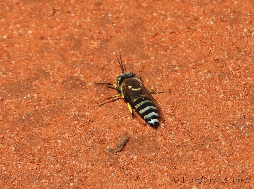 Sand Wasp (genus Bembix), Owen Springs Reserve, NT © Dorothy Latimer