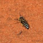 Sand Wasp (genus Bembix), Owen Springs Reserve, NT © Dorothy Latimer