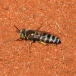 Sand Wasp (genus Bembix), Owen Springs Reserve, NT © Dorothy Latimer