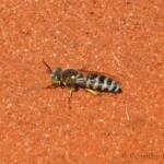 Sand Wasp (genus Bembix), Owen Springs Reserve, NT © Dorothy Latimer