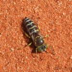 Sand Wasp (genus Bembix), Owen Springs Reserve, NT © Dorothy Latimer