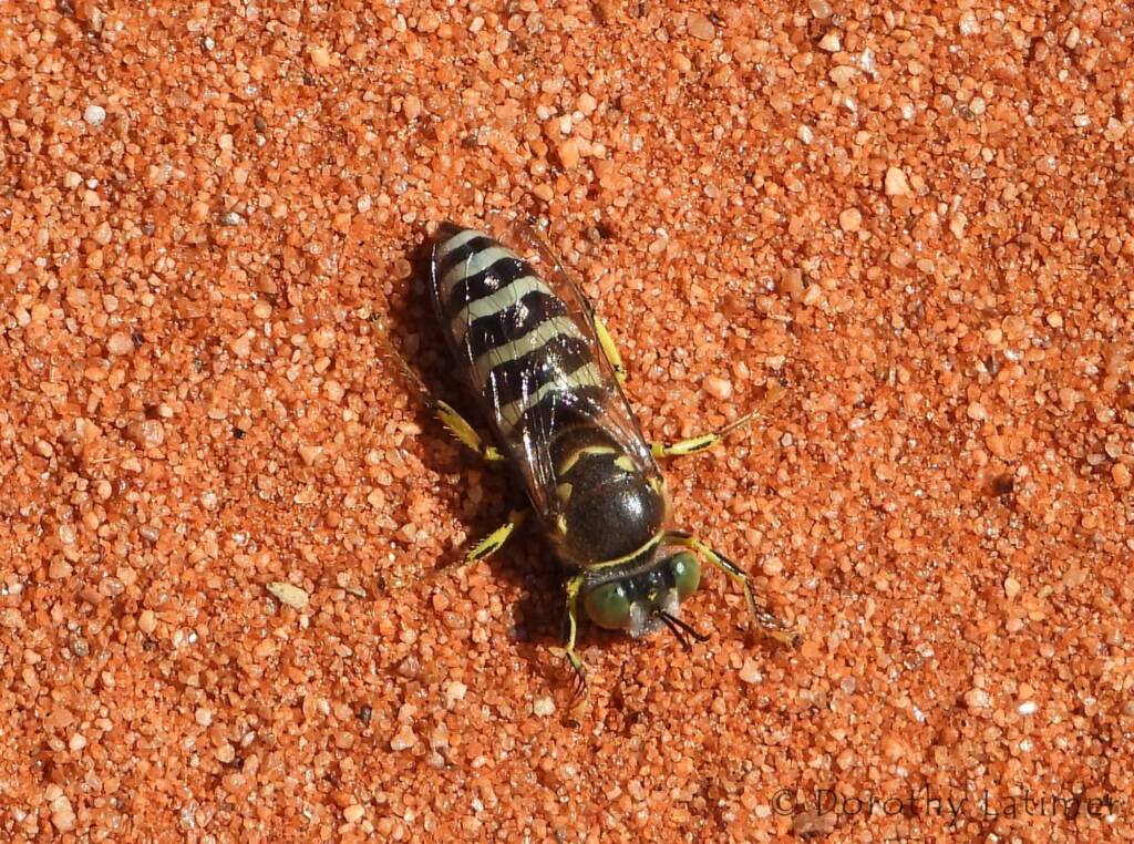 Sand Wasp (genus Bembix), Owen Springs Reserve, NT © Dorothy Latimer